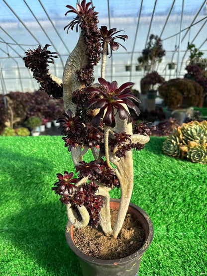 Aeonium 'Zwartkop' mit Haube, 50 cm hoch/25 cm breit, hat Wurzeln/Aeonium Affix / Bunte natürliche lebende Pflanzen, Sukkulenten