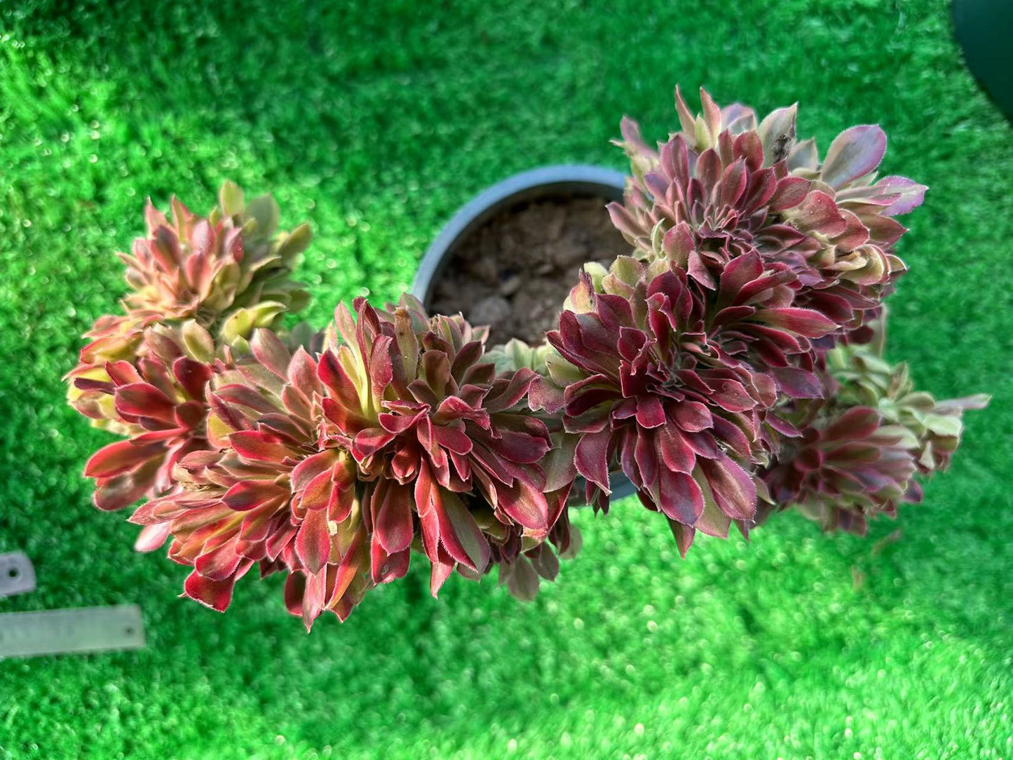 Roselle crested high25cm/wide35cm has roots/Aeonium Affix / Variegated Natural Live Plants Succulents