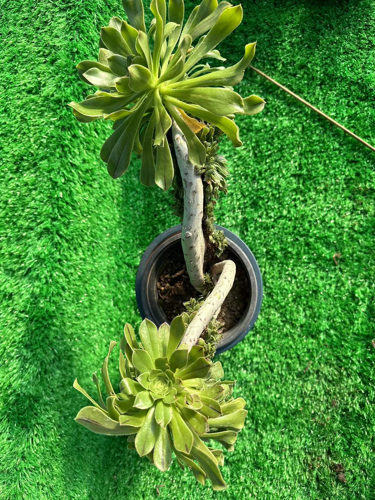 Grüner Magier mit Haube, Höhe 25 cm/Breite 35 cm, hat Wurzeln/Aeonium-Affix/bunte natürliche lebende Pflanzen, Sukkulenten