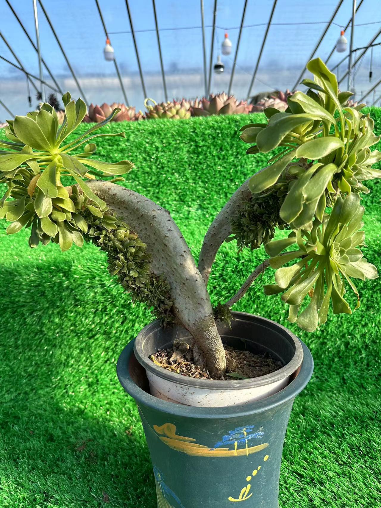 Green Mage crested high25cm/wide35cm has roots/Aeonium Affix / Variegated Natural Live Plants Succulents