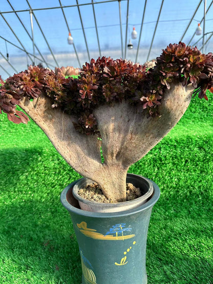 Black mage crested high33cm/wide35cm has roots/Aeonium Affix / Variegated Natural Live Plants Succulents