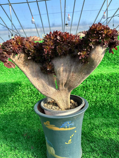 Black mage crested high33cm/wide35cm has roots/Aeonium Affix / Variegated Natural Live Plants Succulents