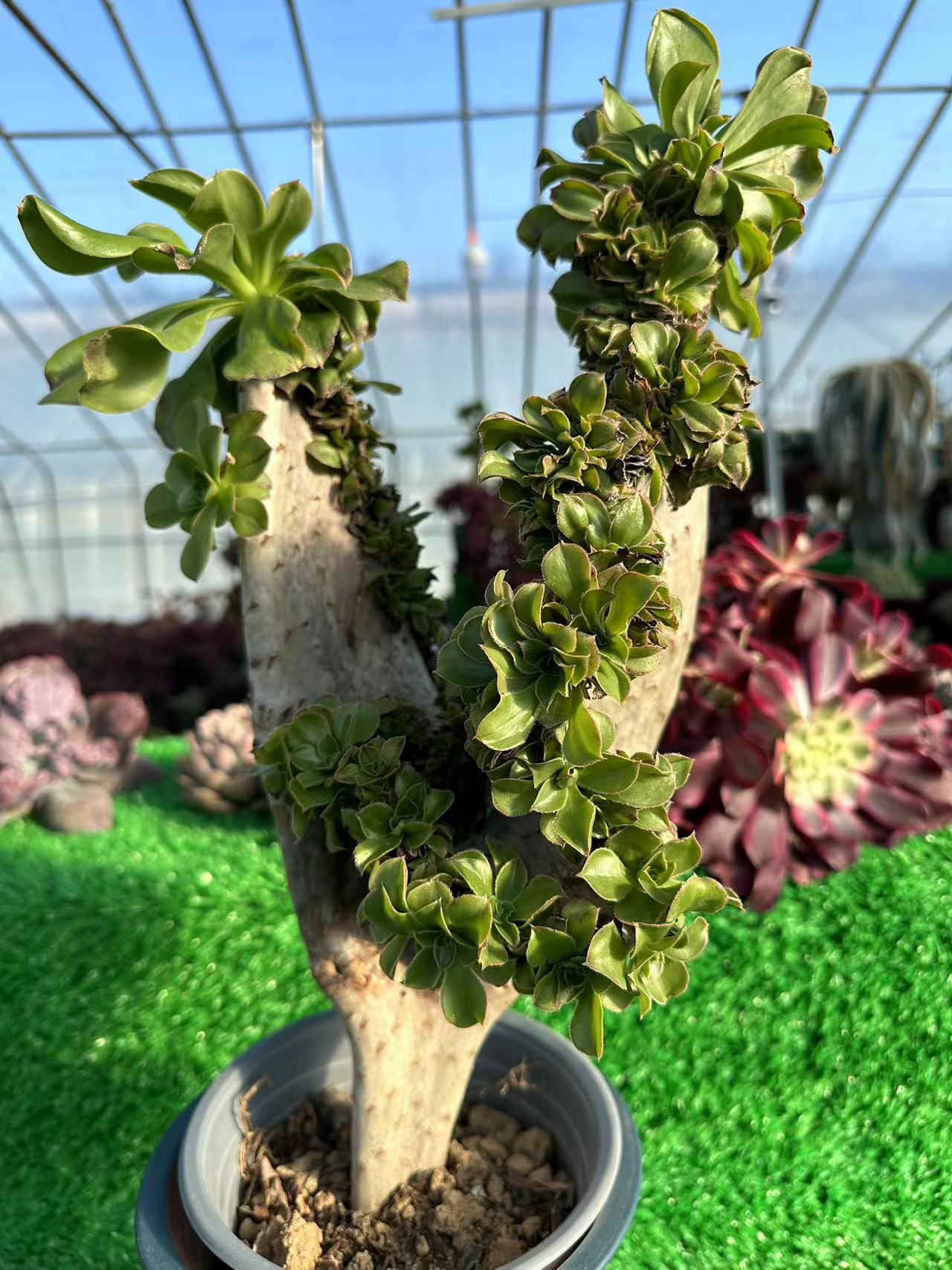 Holochrysum crested high40cm/wide23cm has roots/Aeonium Affix / Variegated Natural Live Plants Succulents