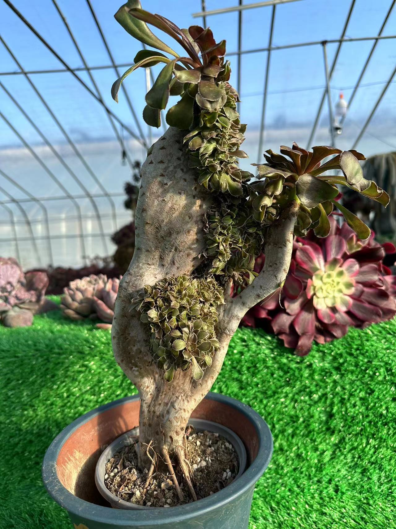 Holochrysum mit Haube, Höhe 40 cm/Breite 23 cm, hat Wurzeln/Aeonium Affix/bunte natürliche lebende Pflanzen, Sukkulenten