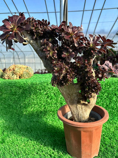 Roundleaf crested high45cm/wide35cm has roots/Aeonium Affix / Variegated Natural Live Plants Succulents