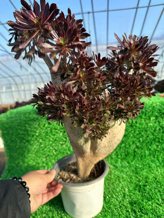 Black mage crested high45cm/wide35cm has roots/Aeonium Affix / Variegated Natural Live Plants Succulents