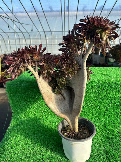 Black mage crested high45cm/wide35cm has roots/Aeonium Affix / Variegated Natural Live Plants Succulents