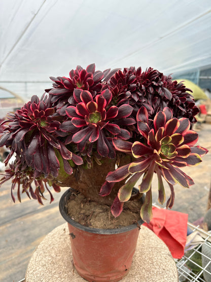 Superbang crested 32cm has roots/Aeonium Affix / Variegated Natural Live Plants Succulents