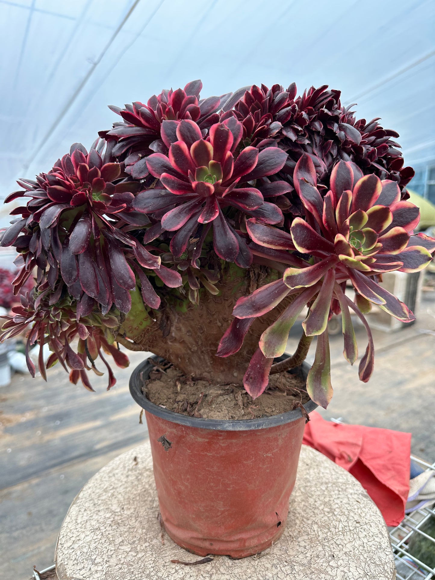 Superbang crested 32cm has roots/Aeonium Affix / Variegated Natural Live Plants Succulents