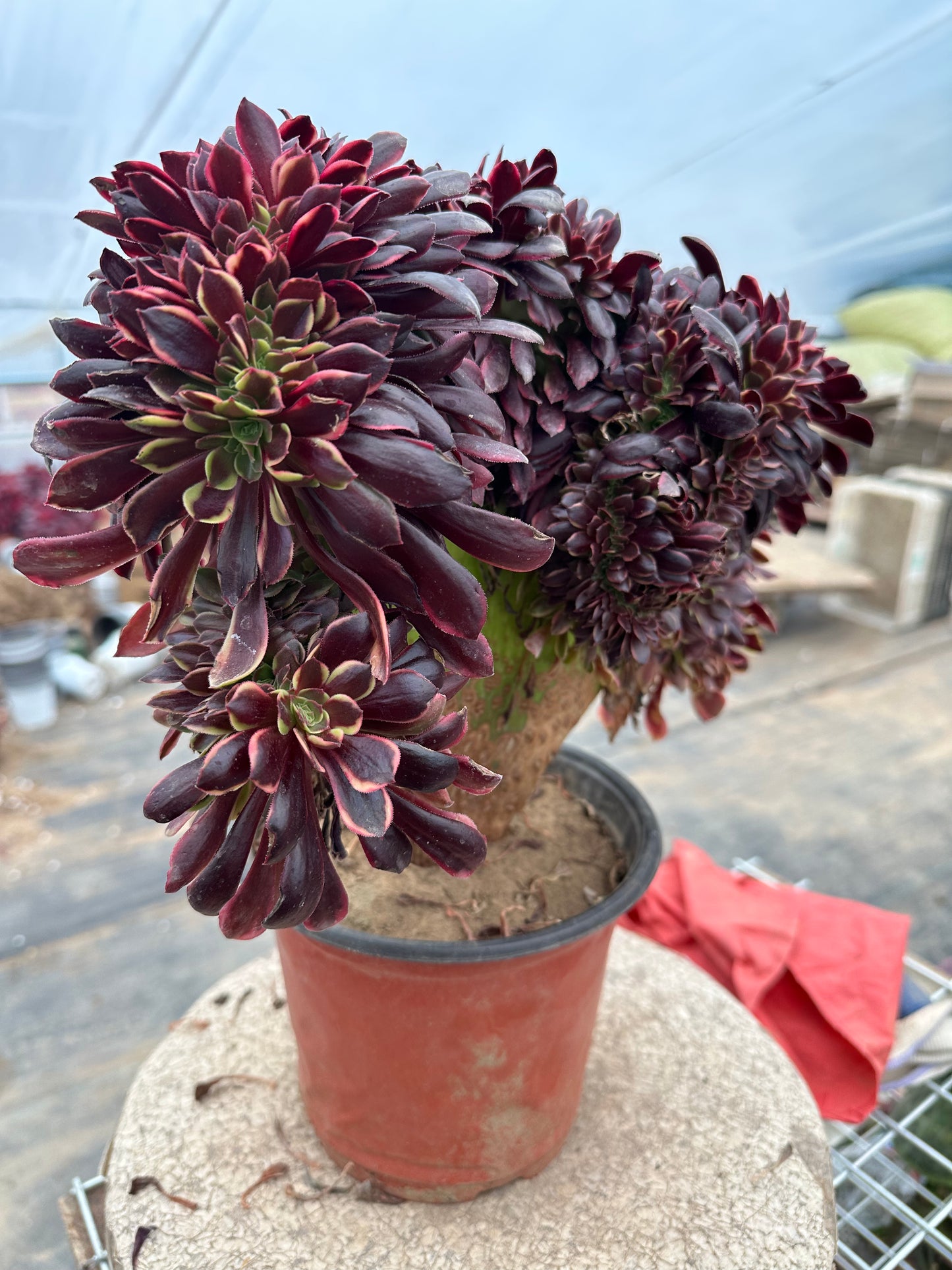 Superbang crested 30cm has roots/Aeonium Affix / Variegated Natural Live Plants Succulents