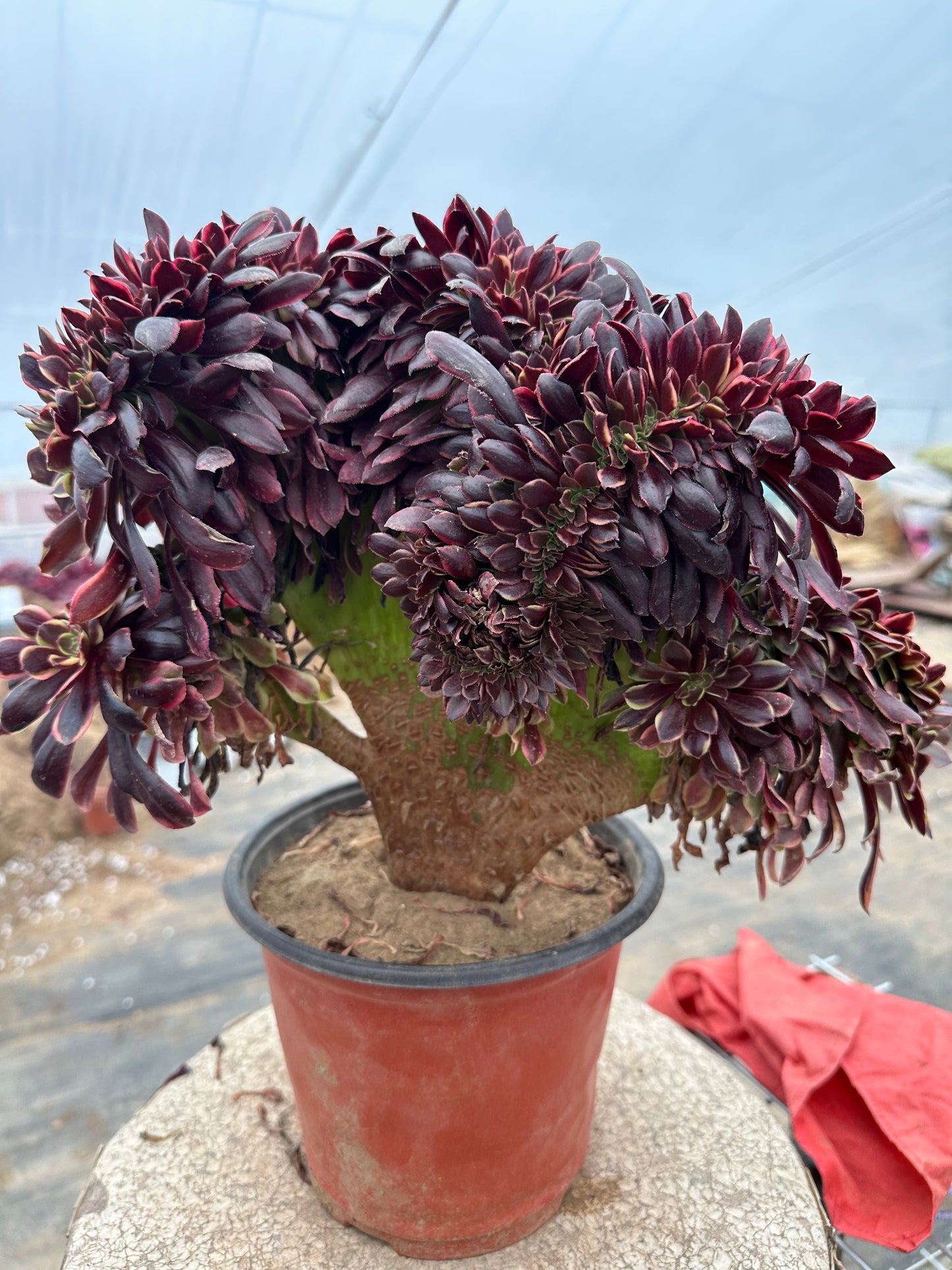 Superbang crested 30cm has roots/Aeonium Affix / Variegated Natural Live Plants Succulents