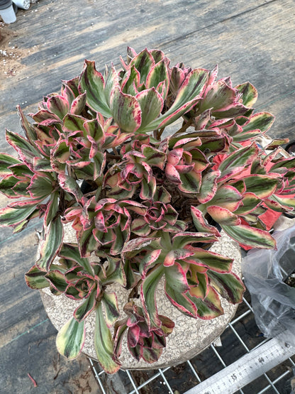 Red Fuji cluster18-25cm Old pile/ 10-20 heads/ Aeonium cluster / Variegated Natural Live Plants Succulents