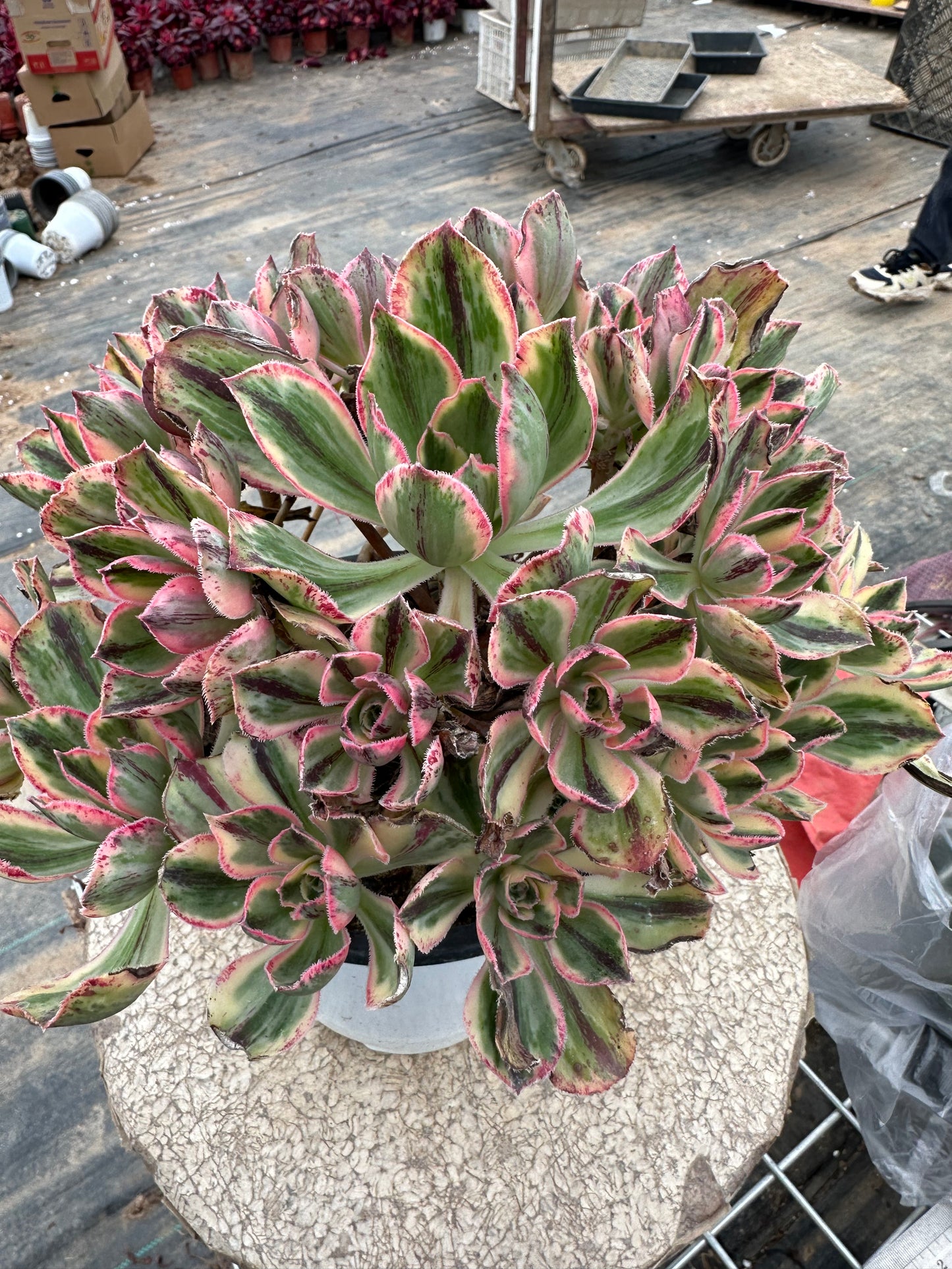 Red Fuji cluster18-25cm Old pile/ 10-20 heads/ Aeonium cluster / Variegated Natural Live Plants Succulents