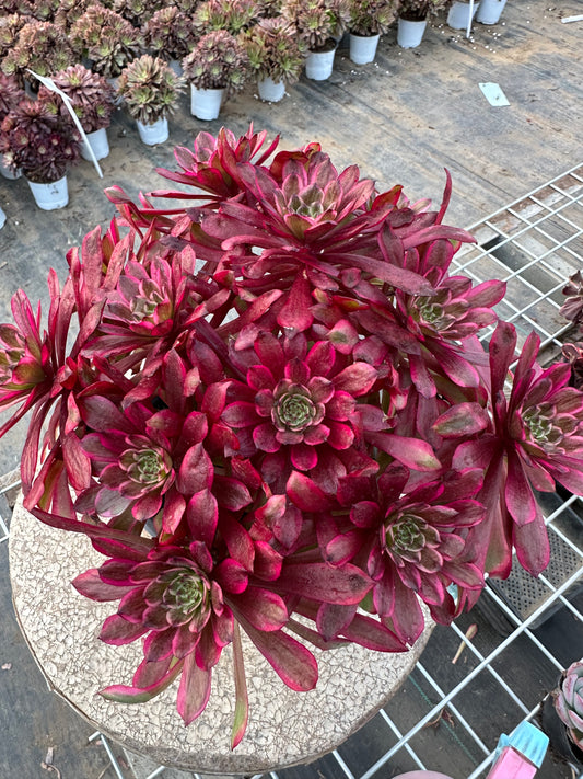 Lingbo fairy cluster20-30cm Old pile/ 10-20 heads/ Aeonium cluster / Variegated Natural Live Plants Succulents