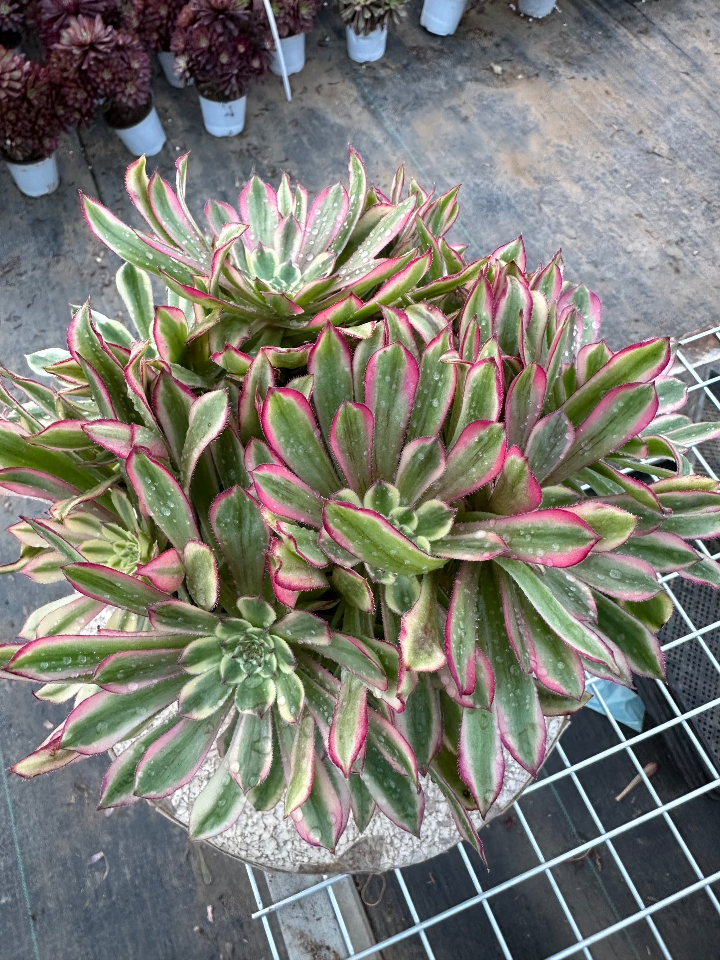 Candy Pink cluster20-30cm Old pile/ 10-20 heads/ Aeonium cluster / Variegated Natural Live Plants Succulents