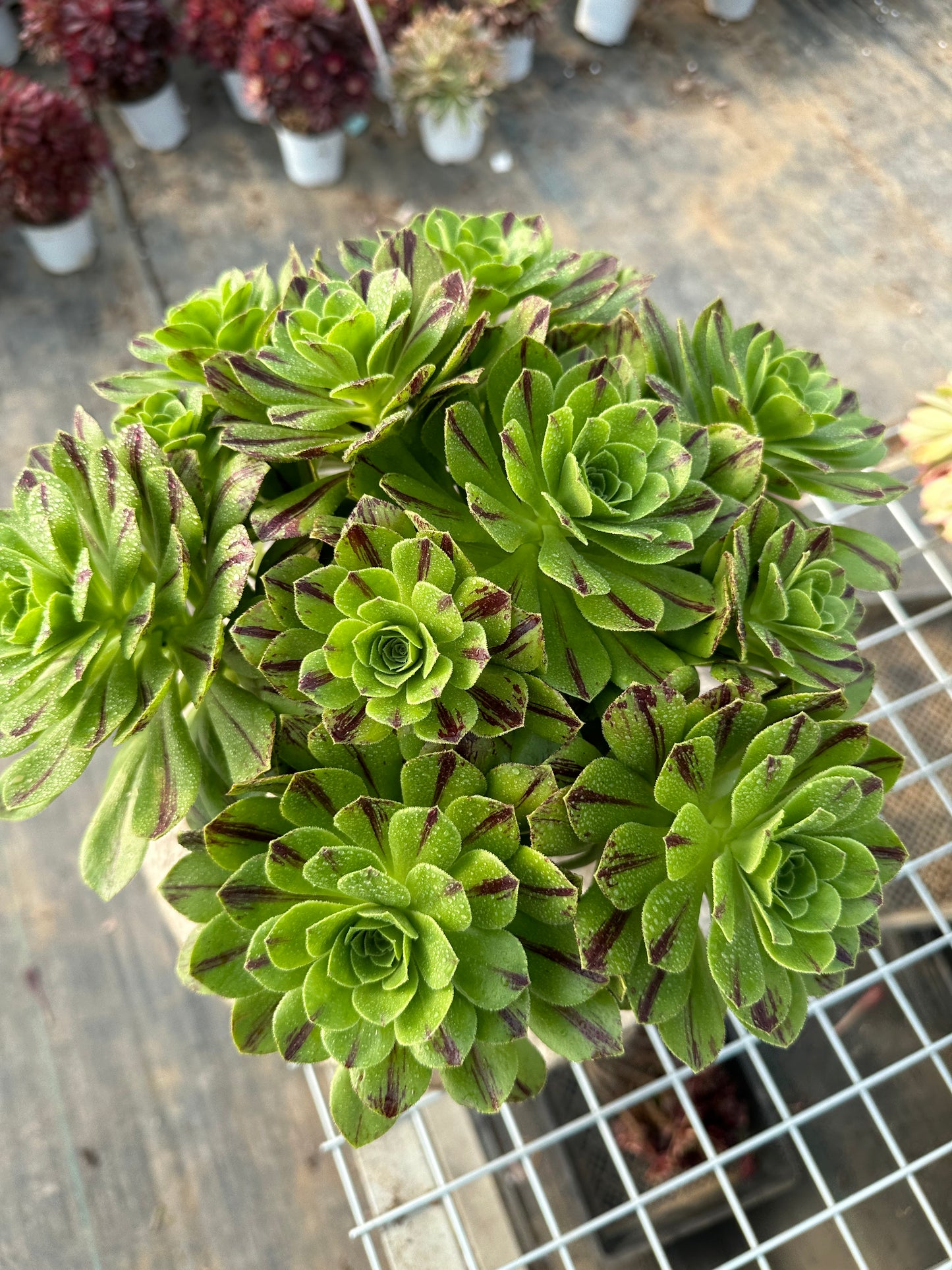 Blauer Feuercluster, 20–30 cm, alter Haufen, 10–20 Köpfe, Aeonium-Cluster, bunte natürliche lebende Pflanzen, Sukkulenten