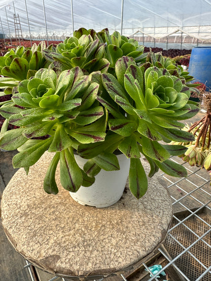 Blauer Feuercluster, 20–30 cm, alter Haufen, 10–20 Köpfe, Aeonium-Cluster, bunte natürliche lebende Pflanzen, Sukkulenten