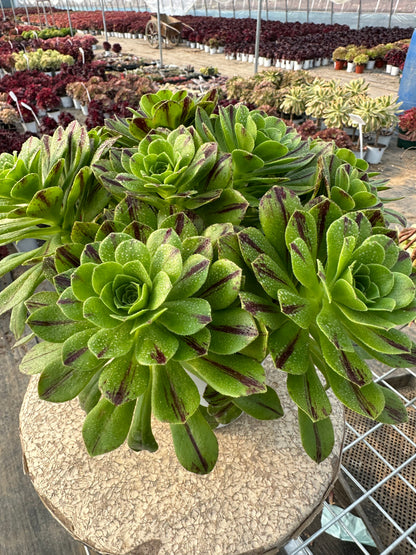 Blauer Feuercluster, 20–30 cm, alter Haufen, 10–20 Köpfe, Aeonium-Cluster, bunte natürliche lebende Pflanzen, Sukkulenten