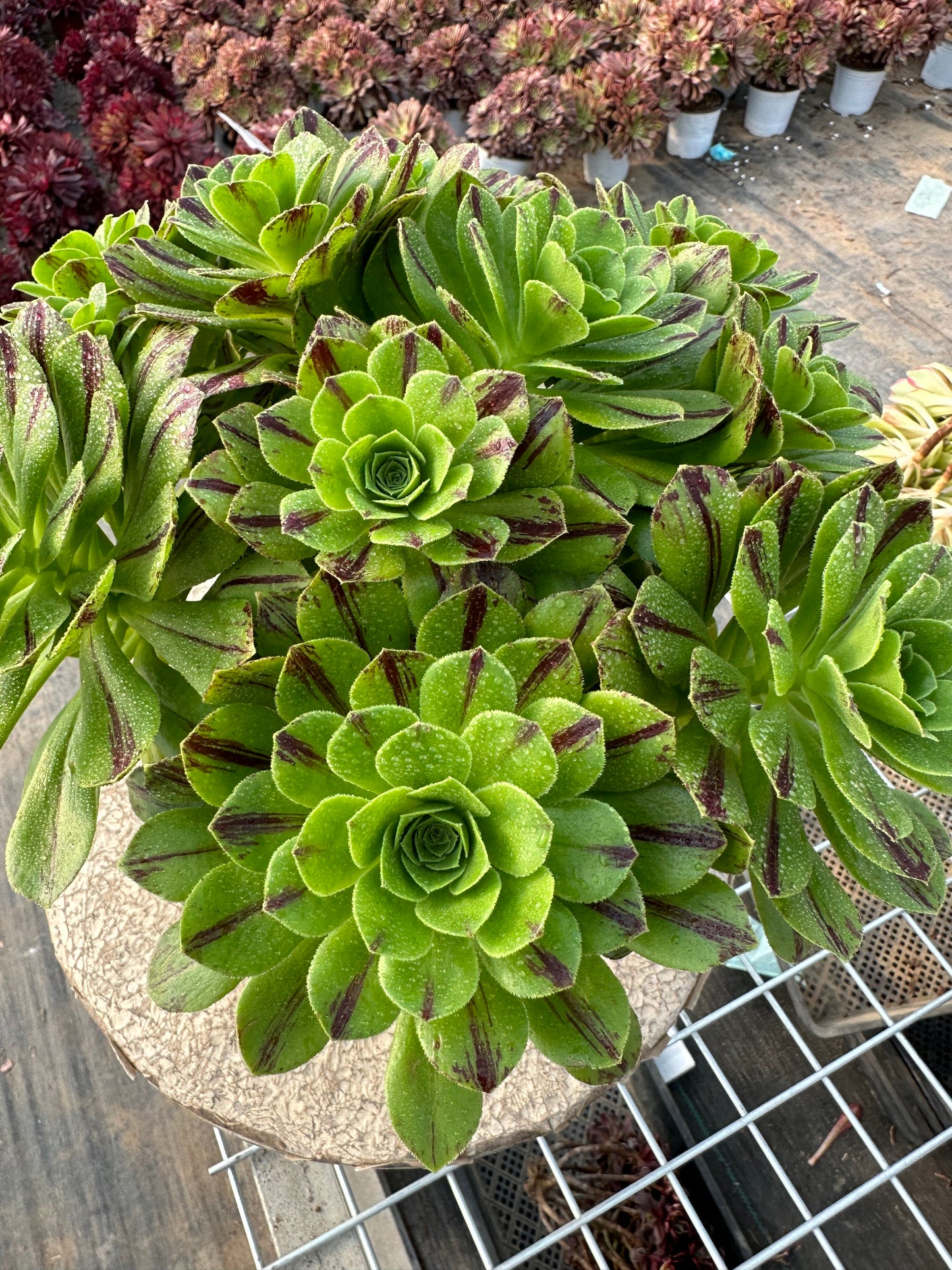 Blauer Feuercluster, 20–30 cm, alter Haufen, 10–20 Köpfe, Aeonium-Cluster, bunte natürliche lebende Pflanzen, Sukkulenten