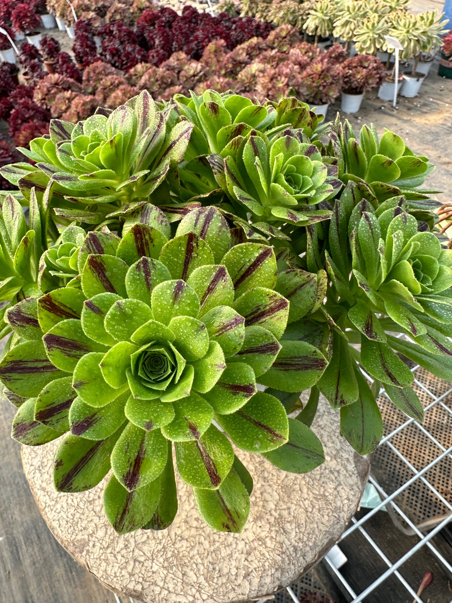 Blauer Feuercluster, 20–30 cm, alter Haufen, 10–20 Köpfe, Aeonium-Cluster, bunte natürliche lebende Pflanzen, Sukkulenten