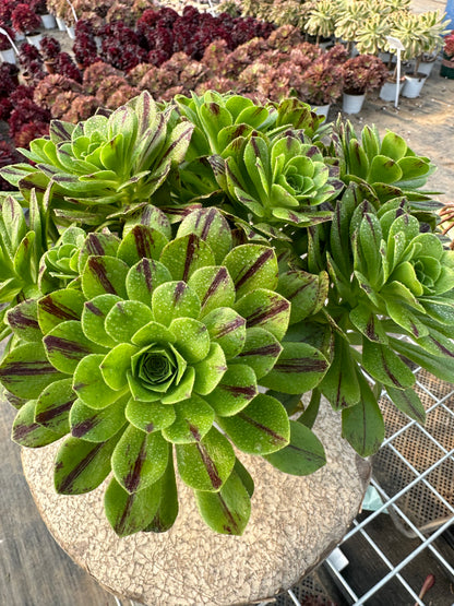 Blue fire cluster20-30cm Old pile/ 10-20 heads/ Aeonium cluster / Variegated Natural Live Plants Succulents