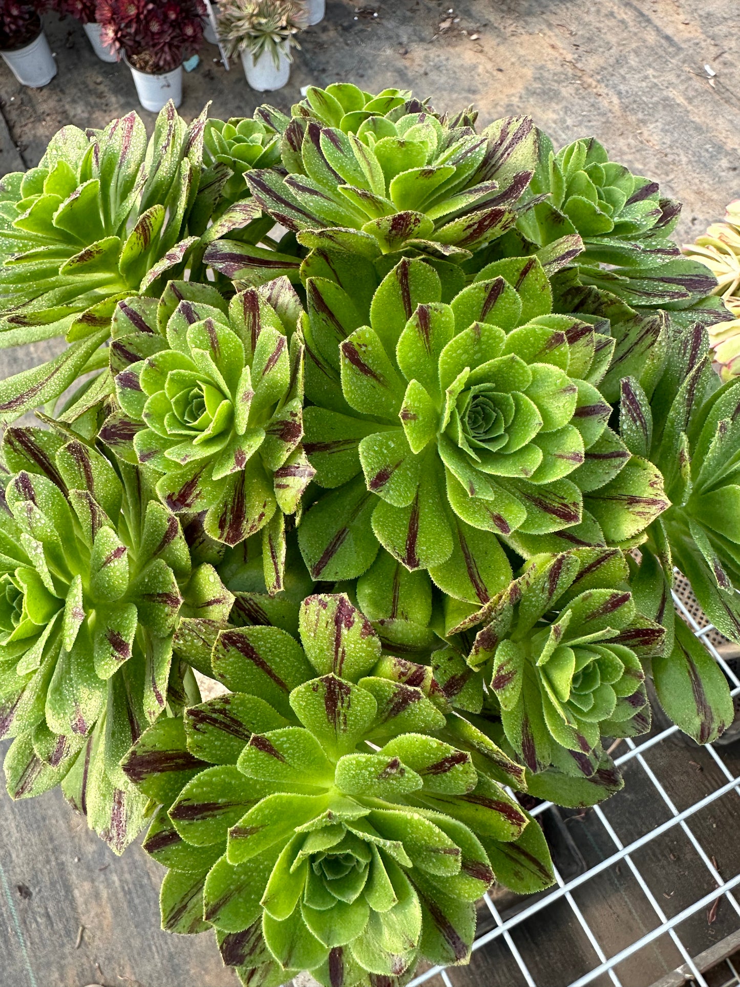 Blue fire cluster20-30cm Old pile/ 10-20 heads/ Aeonium cluster / Variegated Natural Live Plants Succulents