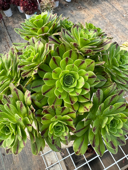 Blauer Feuercluster, 20–30 cm, alter Haufen, 10–20 Köpfe, Aeonium-Cluster, bunte natürliche lebende Pflanzen, Sukkulenten