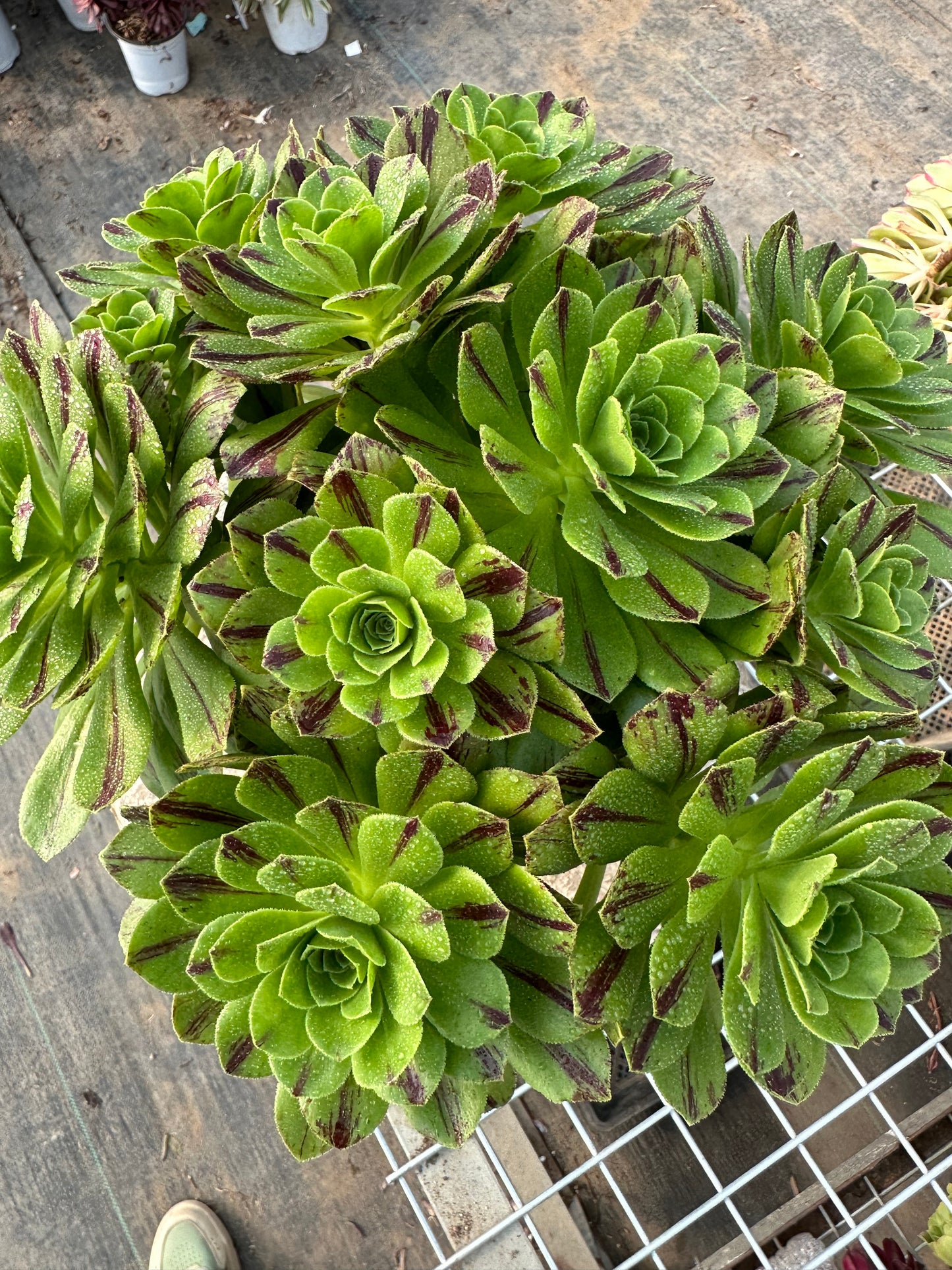 Blauer Feuercluster, 20–30 cm, alter Haufen, 10–20 Köpfe, Aeonium-Cluster, bunte natürliche lebende Pflanzen, Sukkulenten