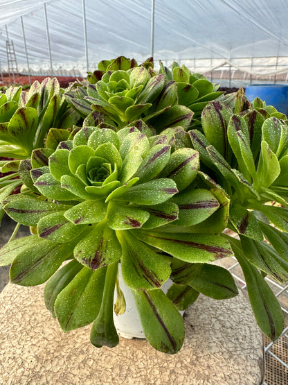 Blauer Feuercluster, 20–30 cm, alter Haufen, 10–20 Köpfe, Aeonium-Cluster, bunte natürliche lebende Pflanzen, Sukkulenten