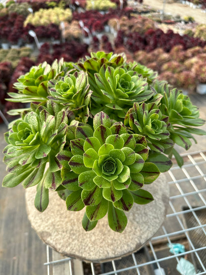 Blauer Feuercluster, 20–30 cm, alter Haufen, 10–20 Köpfe, Aeonium-Cluster, bunte natürliche lebende Pflanzen, Sukkulenten