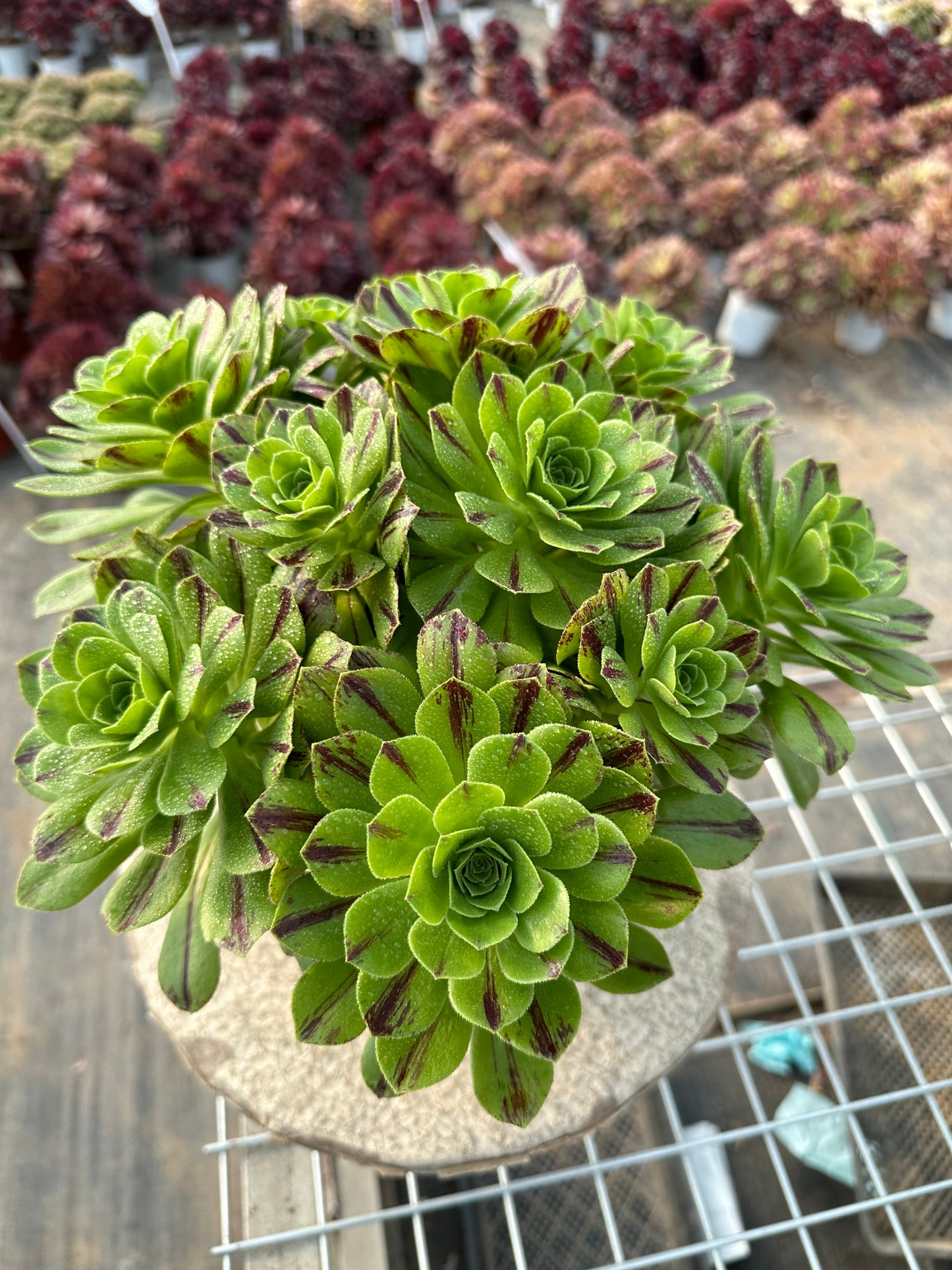 Blauer Feuercluster, 20–30 cm, alter Haufen, 10–20 Köpfe, Aeonium-Cluster, bunte natürliche lebende Pflanzen, Sukkulenten