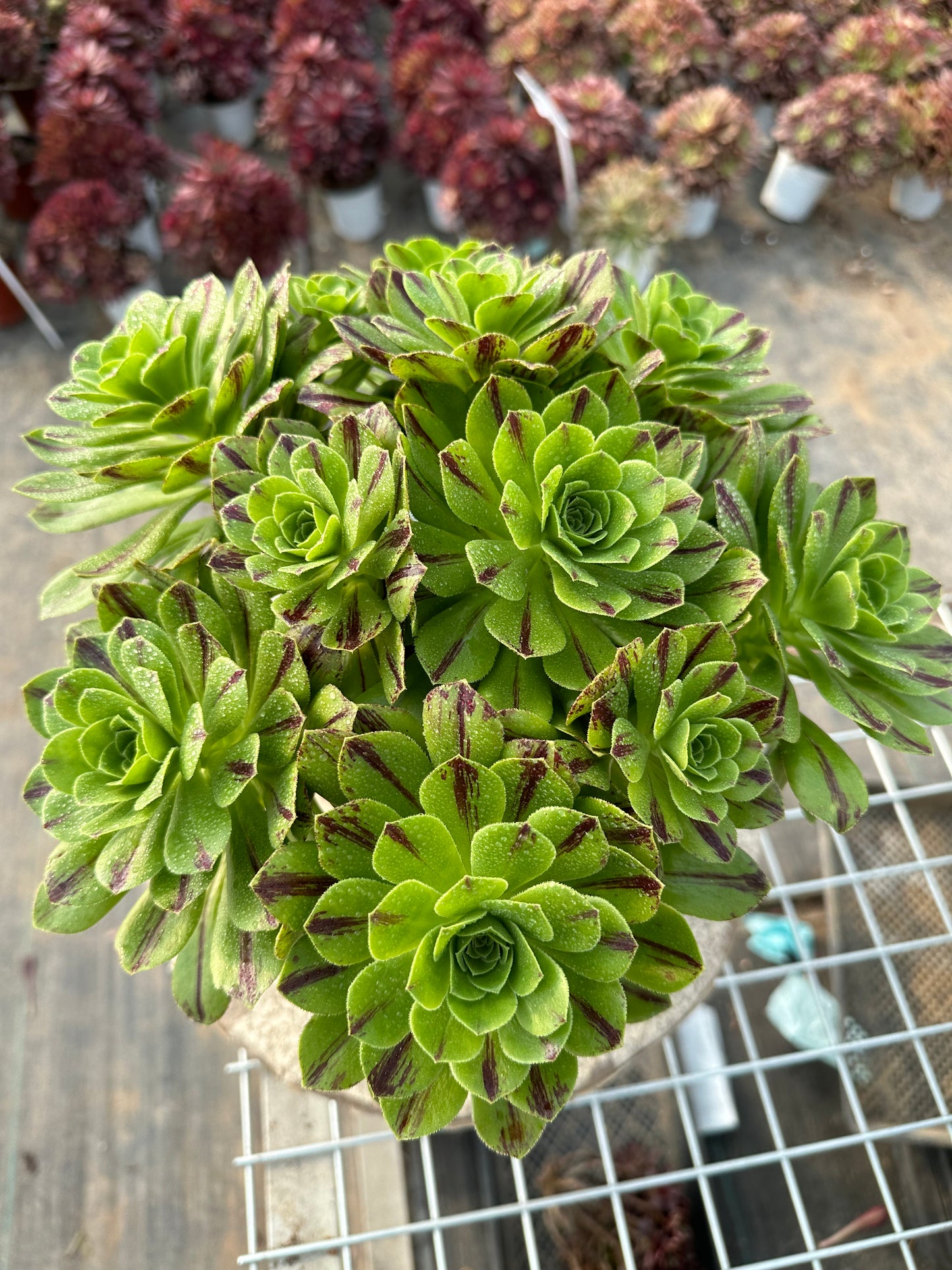 Blauer Feuercluster, 20–30 cm, alter Haufen, 10–20 Köpfe, Aeonium-Cluster, bunte natürliche lebende Pflanzen, Sukkulenten