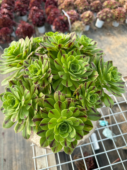 Blauer Feuercluster, 20–30 cm, alter Haufen, 10–20 Köpfe, Aeonium-Cluster, bunte natürliche lebende Pflanzen, Sukkulenten