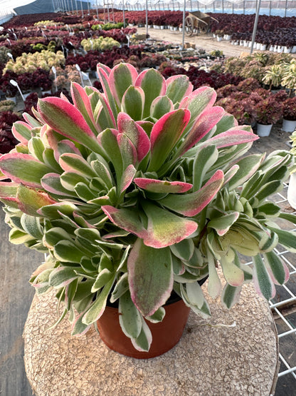 Green Pink Witch cluster20-30cm Old pile/ 10-20 heads/ Aeonium cluster / Variegated Natural Live Plants Succulents