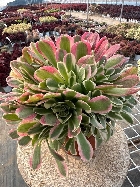 Green Pink Witch cluster20-30cm Old pile/ 10-20 heads/ Aeonium cluster / Variegated Natural Live Plants Succulents