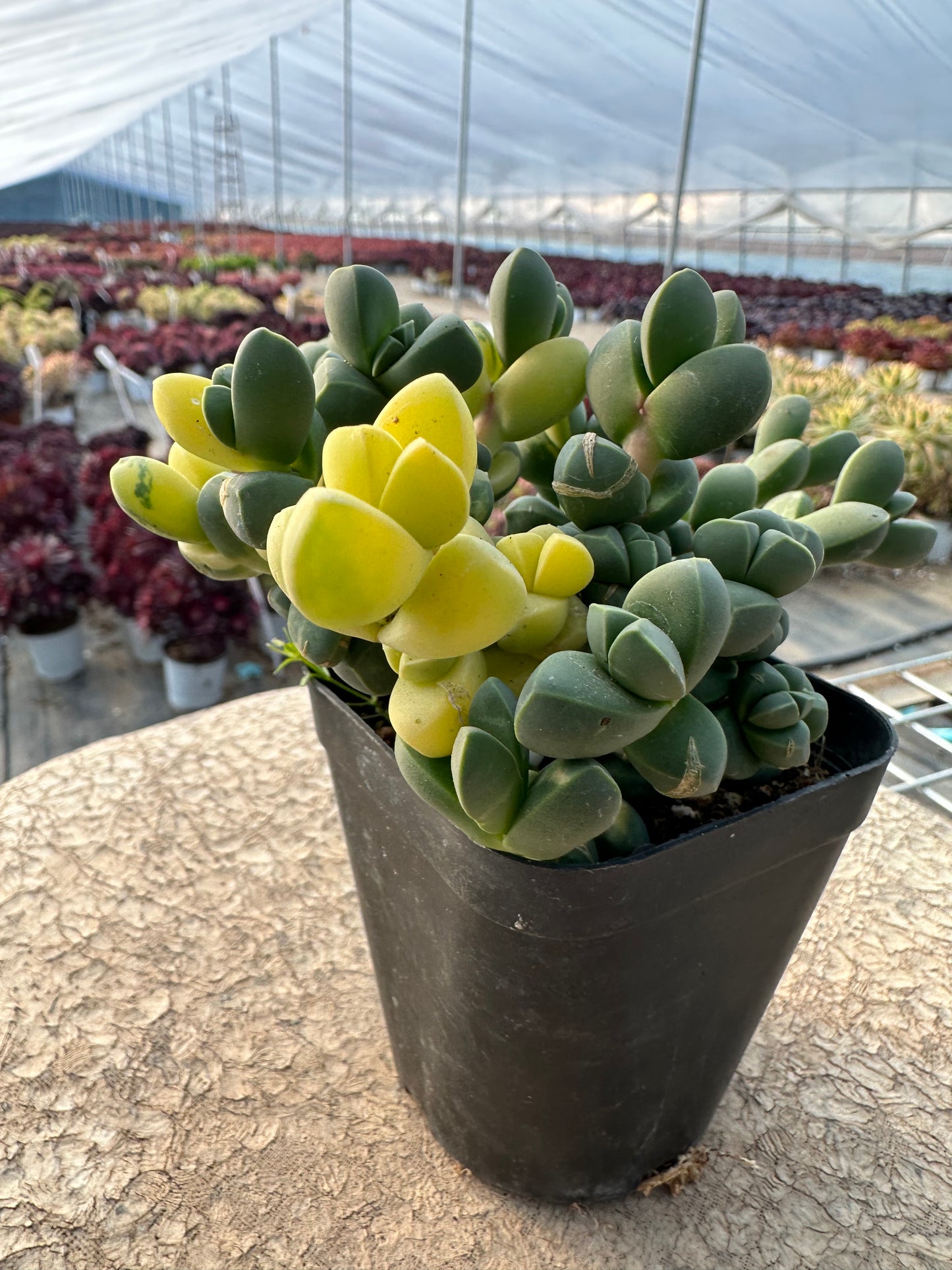Astridia velutina 'Brocade'(Pot size 9cm)/Echeveria/Variegated Natural Live Plants Succulents