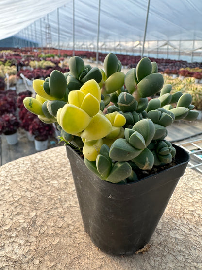 Astridia velutina 'Brocade'(Pot size 9cm)/Echeveria/Variegated Natural Live Plants Succulents