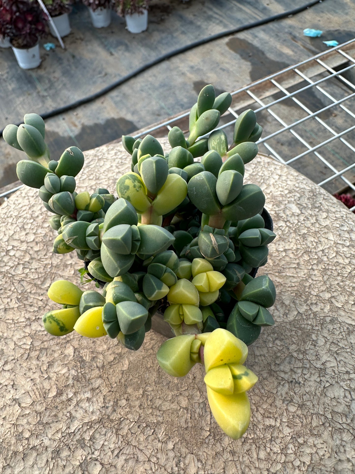 Astridia velutina 'Brocade' (Topfgröße 9 cm)/Echeveria/Bunte natürliche lebende Pflanzen Sukkulenten