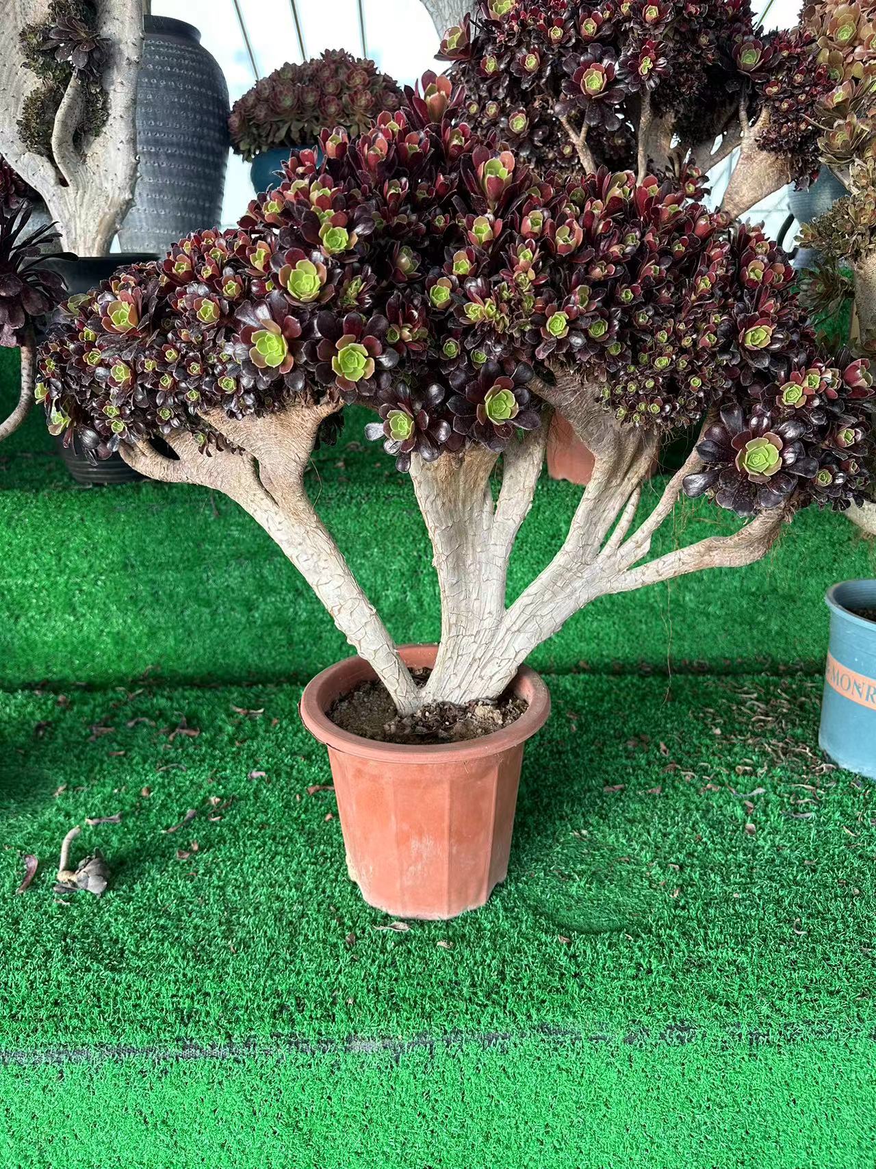 Gull purple rose buds crested high47cm/wide63cm has roots/Aeonium Affix / Variegated Natural Live Plants Succulents