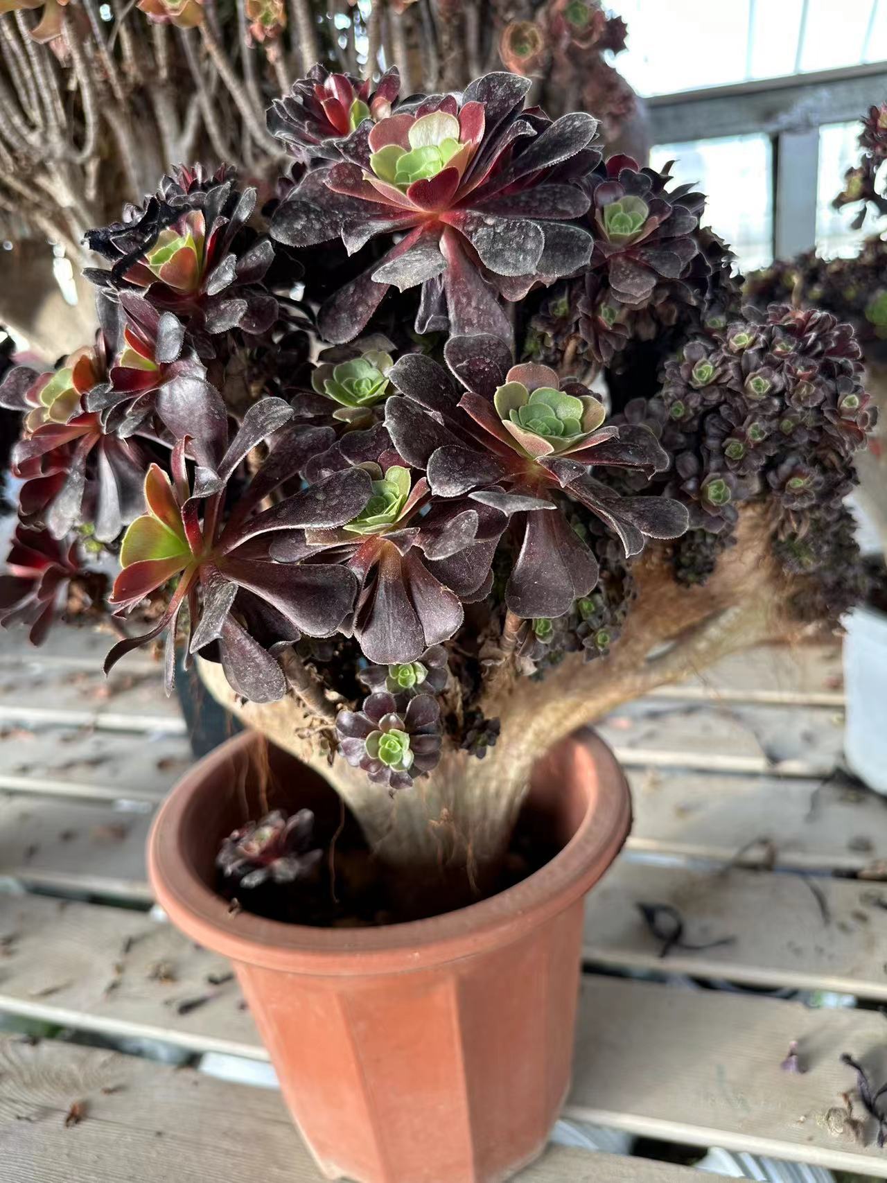 Gull purple rose buds crested high35cm/wide35cm has roots/Aeonium Affix / Variegated Natural Live Plants Succulents