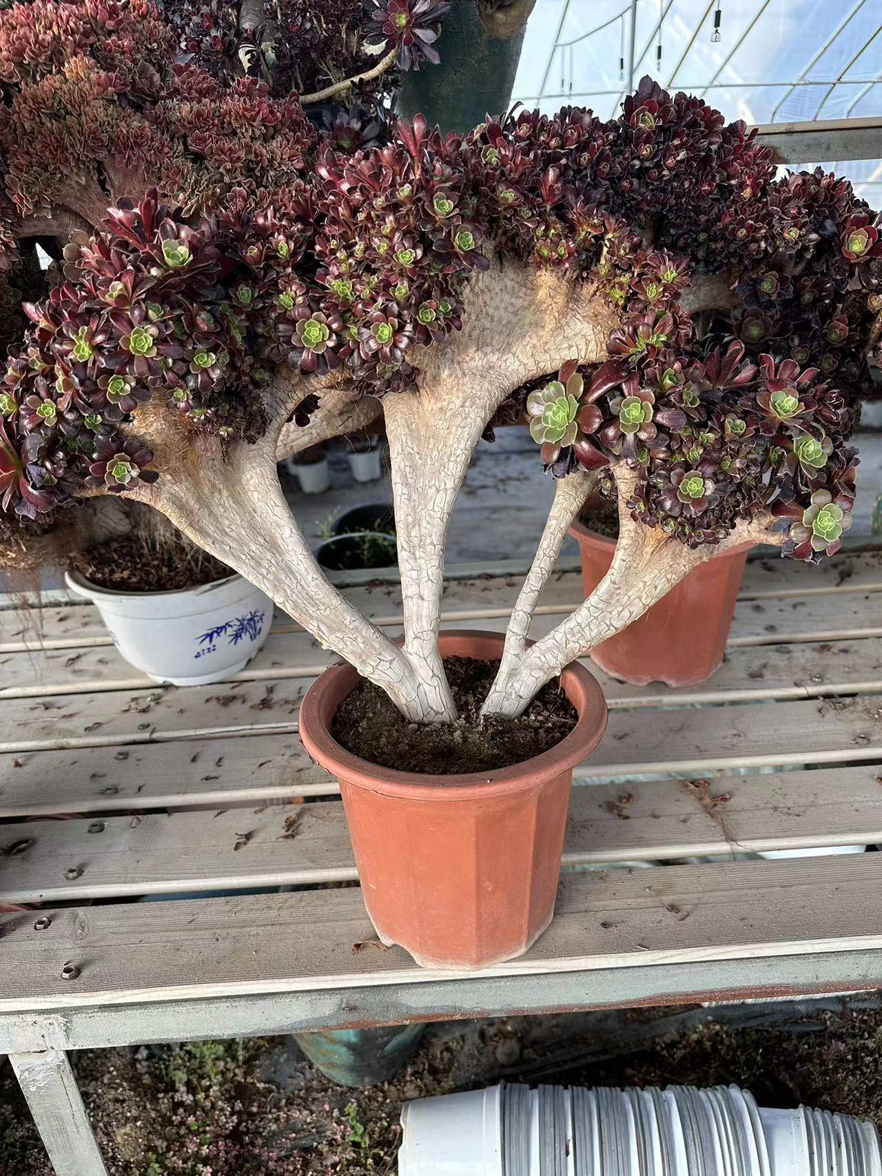 Gull purple rose buds crested high40cm/wide52cm has roots/Aeonium Affix / Variegated Natural Live Plants Succulents
