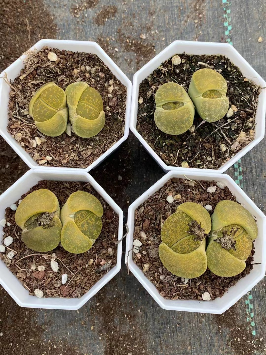 T13Lithops spp Two heads(2.5-3cm)/Echeveria/Variegated Natural Live Plants Succulents