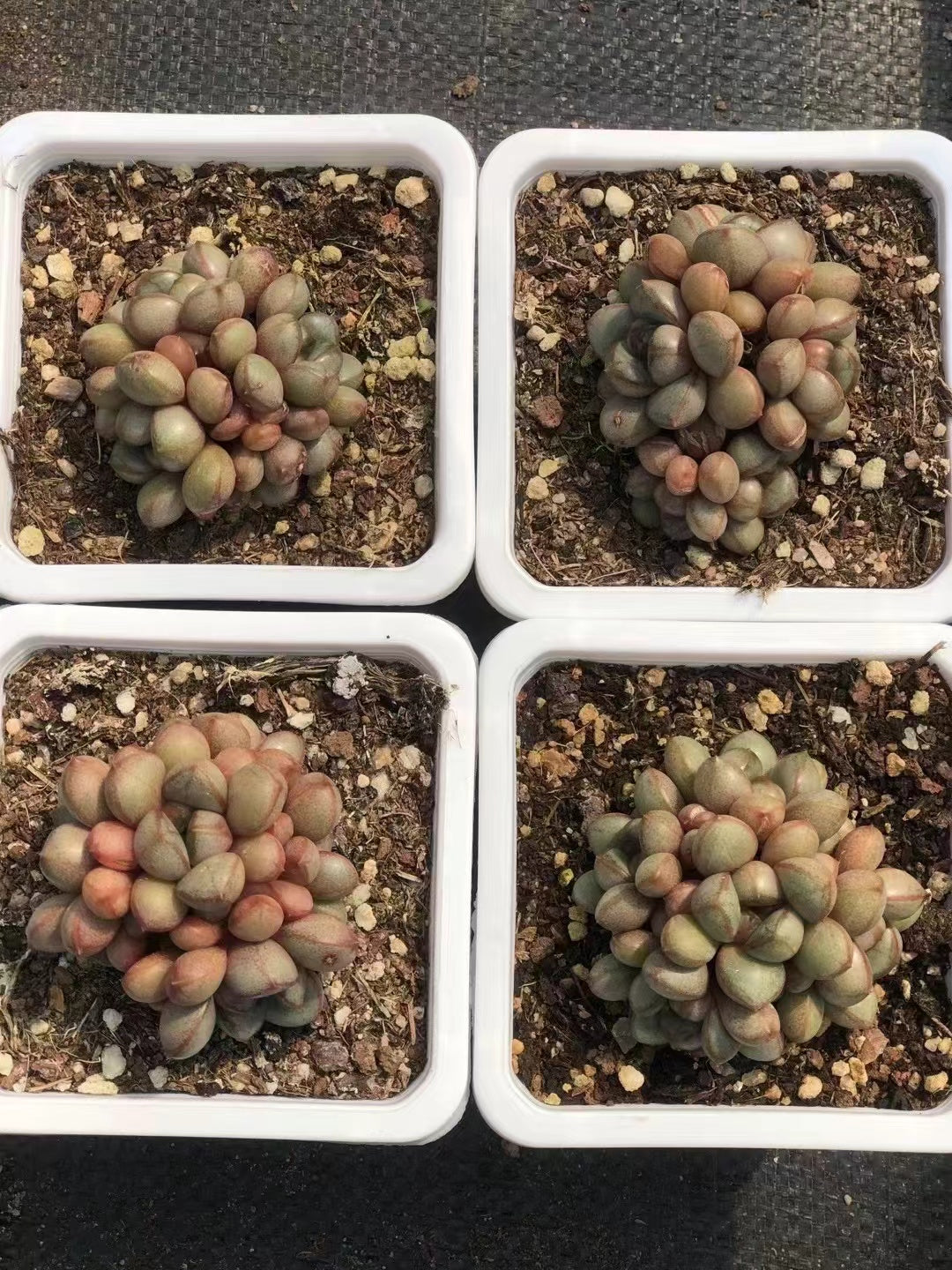 T5Graptoveria amethorum cluster(Pot size 9cm)/Echeveria/Variegated Natural Live Plants Succulents