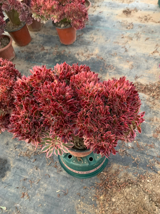 Rosa Hexen-Zugbank mit Haube, 30–35 cm, hat Wurzeln/Aeonium Affix/bunte natürliche lebende Pflanzen, Sukkulenten
