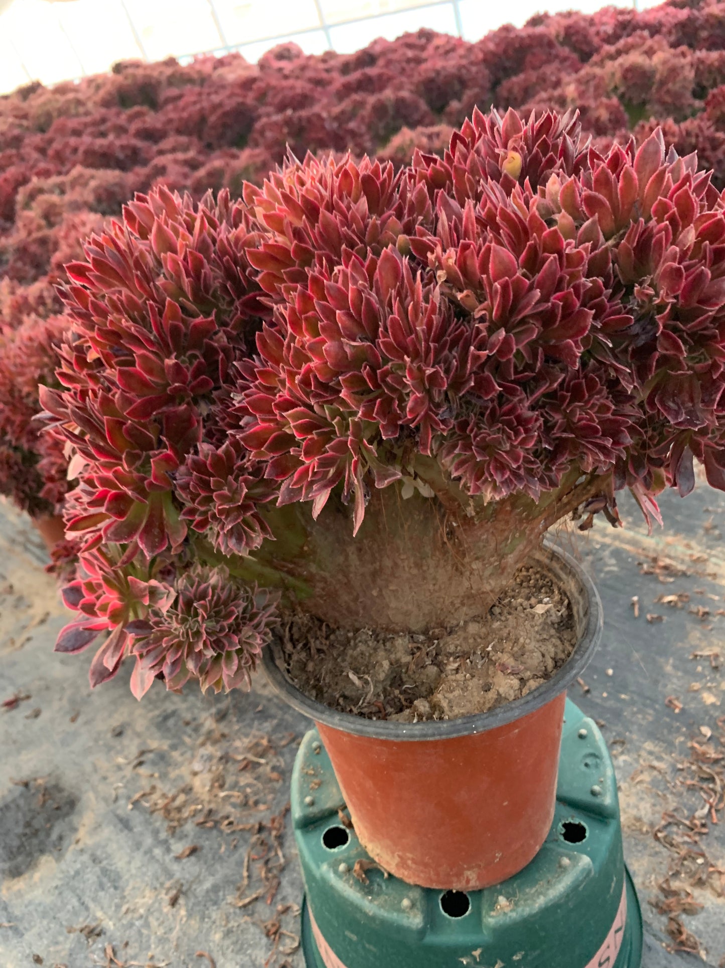 Pink witch drawbench crested 30-35cm has roots/Aeonium Affix / Variegated Natural Live Plants Succulents