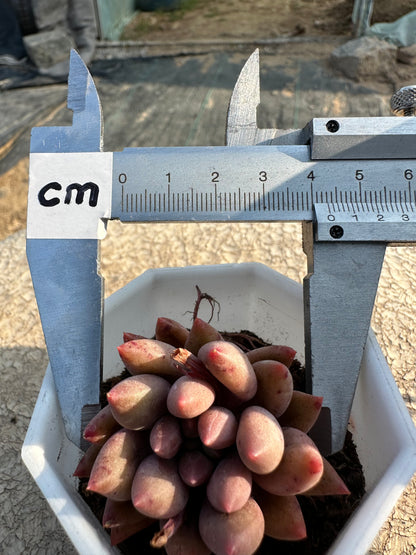 S19 Cherries (1.6in/4cm)