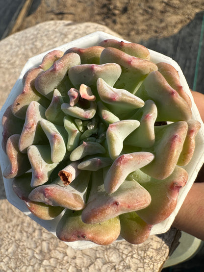 S21 Echeveria 'Fly to the Sky' (2.2in/5.5cm)