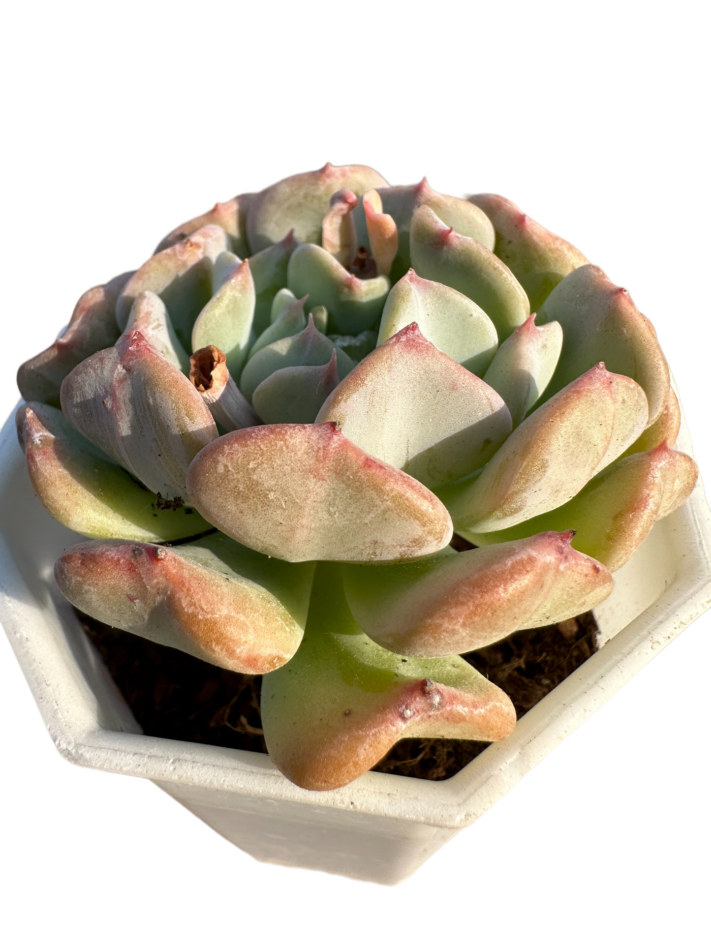 S21 Echeveria 'Fly to the Sky' (2.2in/5.5cm)