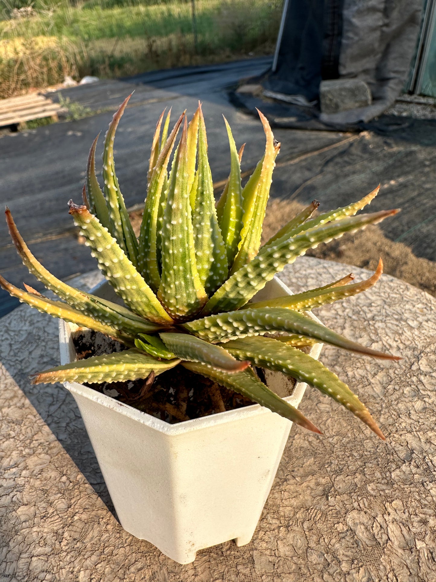S33 Haworthia limifolia ‘Variegata’ (2.8in/7cm)