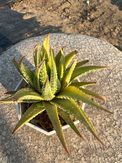 S33 Haworthia limifolia ‘Variegata’ (2.8in/7cm)